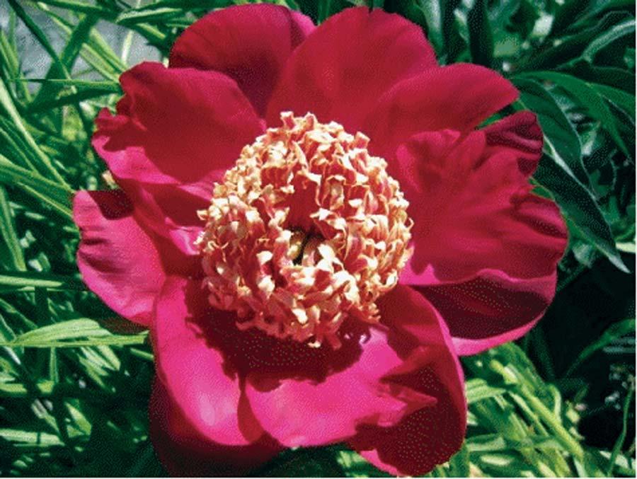 Peony Barrington Belle 32-34 inches 24-36 inches Clay, Moist, Sandy Dry to Moist Mounding Slow An old fashioned mainstay of the perennials border, Peonies provide excellent cut flowers.