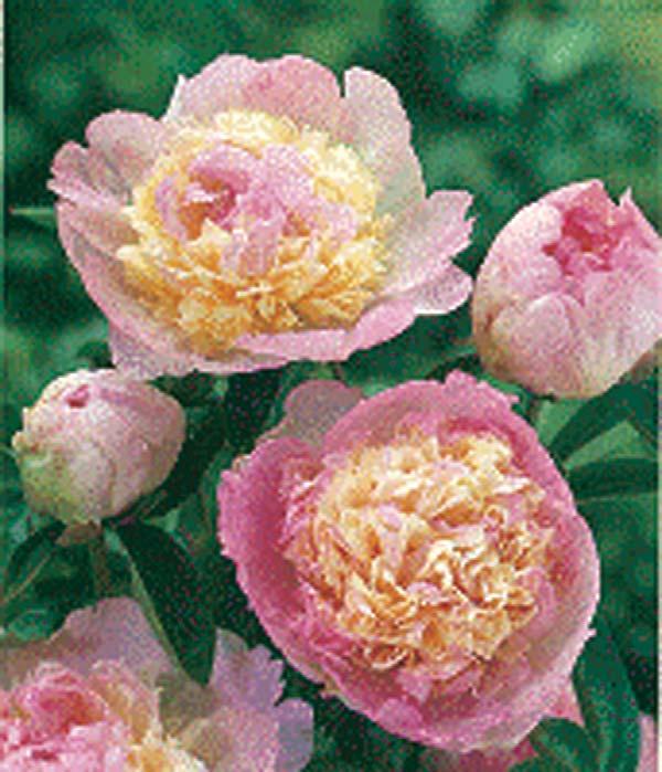 Peony Rasberry Sundae 30-32 inches 24-36 inches Clay, Moist, Sandy Dry to Moist Mounding Slow Full Sun Partial Sun The very fragrant midseason blooms of this selection feature double