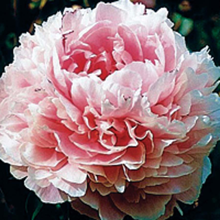 Peony Sarah Bernhardt 30-36 inches 24-36 inches Clay, Moist, Sandy Dry to Moist Mounding Slow Full Sun Partial Sun Large, fully double pink flowers with light edges have made 'Sarah