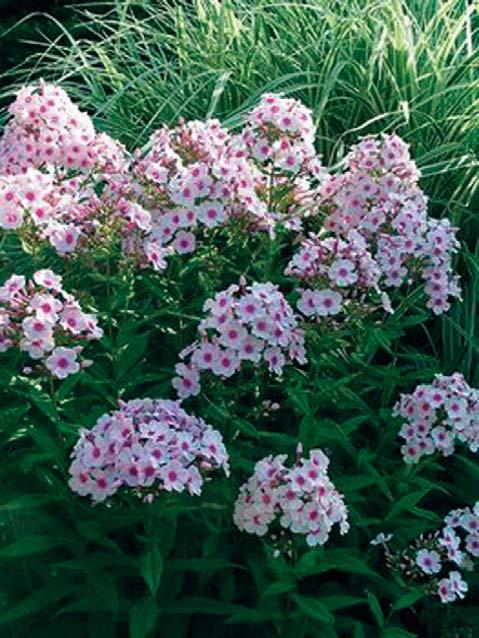 Phlox Bright Eyes 24-48 inches 20 inches Normal, Clay, Sandy Moist Soil, Not Tolerant of Humidity Tall, Upright Moderate Full Sun Phlox Bright Eyes provide unsurpassed flowering in summer with clear,