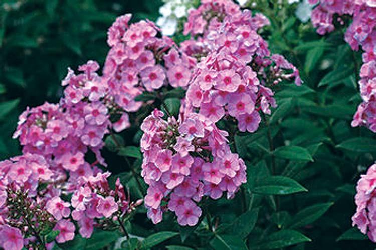 Phlox Eva Cullum 24-48 inches 20 inches Normal, Clay, Sandy Moist Soil, Not Tolerant of Humidity Tall, Upright Phlox Eva Cullum provides a bright, eye-catching splash of color and creates