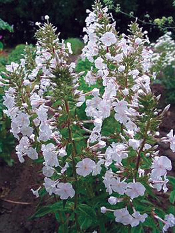 Phlox Miss Lingard Wedding Phlox 24-48 inches 16 inches Normal, Sandy Moist Soil, Not Tolerant of Humidity Upright Moderate Full Sun Known as the Wedding Phlox, this perennial is adorned with elegant