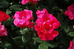 Rosa Knock Out (Shrub Rose) 3 feet 3 fett Moist soil Well Drained Dense to Ground Fast One of the most popular roses in the world today.