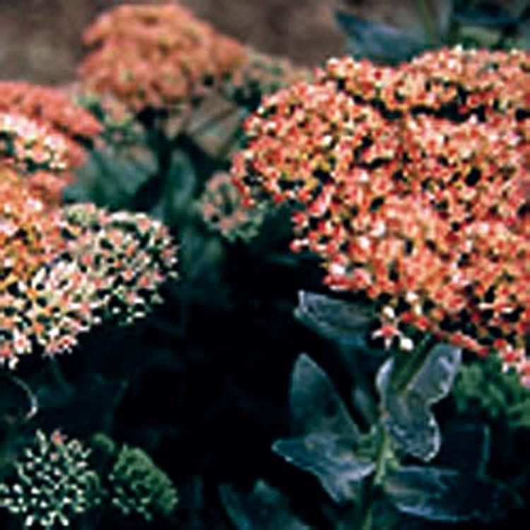Sedum - Autumn Joy 18 inches 18 24 inches Widely Adaptable Dry, Drought Resistant Mounding Fast The Sedum Autumn Joy is one of the finest of all upright Sedums.