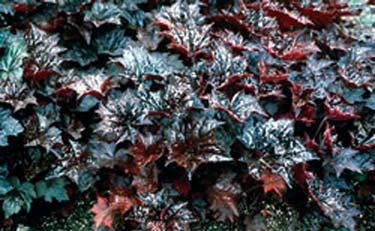 Coral Bells Palace Purple (also good for Groundcover) 10 inches 12 18 inches Normal, Sandy, Clay Moist/wet, Well- Drained