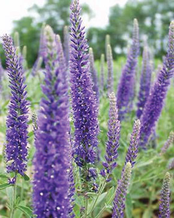 Veronica Goodness Grows 12 inches 14 inches Normal, Clay, Sandy Well Drained Upright Moderate Full Sun - Partial Sun Purple Veronica " Goodness Grows Are neat tidy plants.