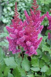 Astilbe Visions 12in w/ 18in blooms Visions Astilbe is an herbaceous perennial with an upright spreading habit of growth. They are most effective when planted in groupings.