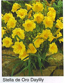 Daylily: Stella de Oro Stella de Oro will bloom most profusely in full sun, but is tolerant of shade. It will adapt well to a variety of soil conditions and is considered a deer-resistant perennial.