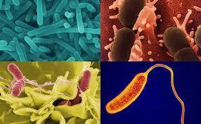 microorganisms to grow and spread Bacteria is EVERYWHERE!