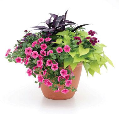 PROVEN WINNERS COMBINATIONS *NOTE* These combo baskets are made by Bayless Greenhouse using Proven Winners plants.