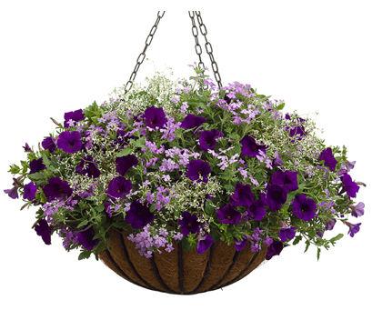 The actual combos will differ in color and plant variety. Pot style will be as described, not as shown.