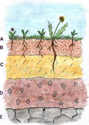 Soil Problems The effects of soil erosion Topsoil is rich in nutrients that plants need to