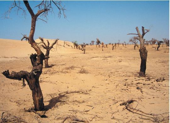 get to levels toxic to plants Soil Problems- Desertification Degradation of