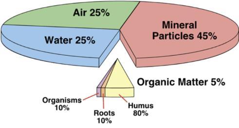 Soil Composition - typical soil Mineral Particles (45%) Weathered