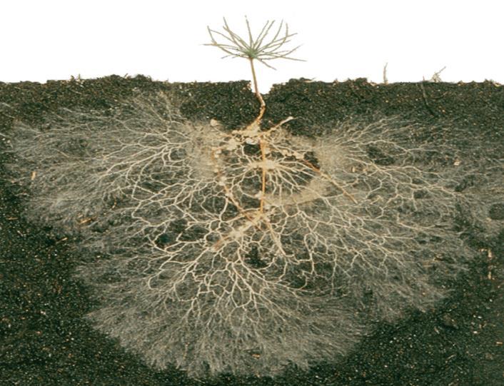 Mycorrhizae - a symbiotic association