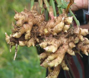 and the rhizomes are separated from the dried up leaves, roots and adhering soil. For preparing vegetable ginger, harvesting is done from sixth month onwards.