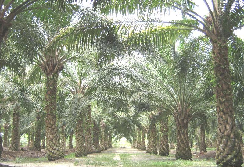 OIL PALM (Elaeis guineensis, Palmae) The oil palm tree is a tropical plant which commonly grows in warm climates at altitudes of less than 1,600 feet above sea level. The species, Elaeis oleifera (H.