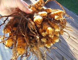 Curing involves boiling of fresh rhizomes in water and drying in the sun.