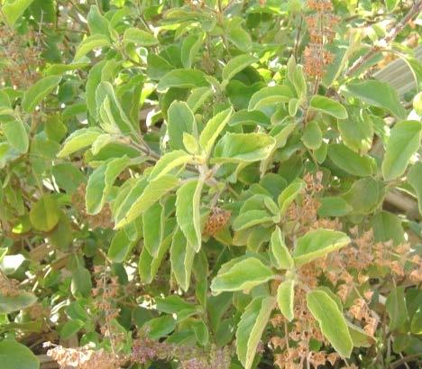 Plant Profile Family English name Indian name Species and Varieties Distribution Uses OCIMUM : Lamiaceae: Labiatae : Sacred Basi, Holy Basil : Ajaka,Manjari (Sanskrit),Tulsi(Hindi),Thulasi (Tamil) :