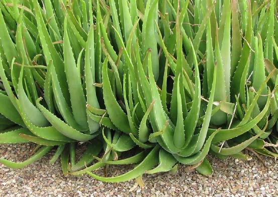 ALOE VERA Aloe species, perennial succulents belonging to the family Liaceae, are the source of the drug aloe.