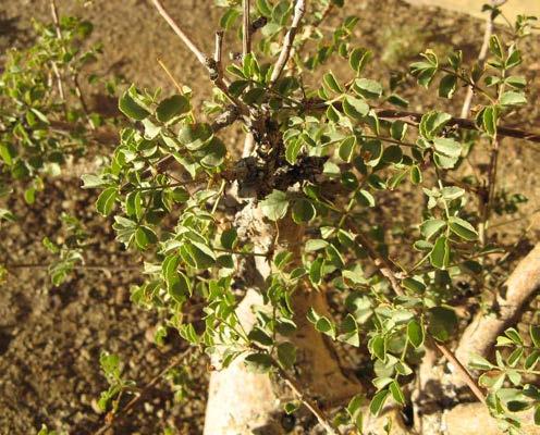 GUGGAL Commiphora wightii (Arn.) Bhandari syn. Commiphora mukul Family Burseraceae It is a shrub or small tree reaching upto 3 to 4 m. high. Leaves sessile, alternate, 1-3 foliate.