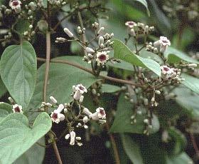 Distribution Strychnos nux-vomica is the name of an evergreen tree native to south East Asia, especially India and Myanmar, and cultivated elsewhere.