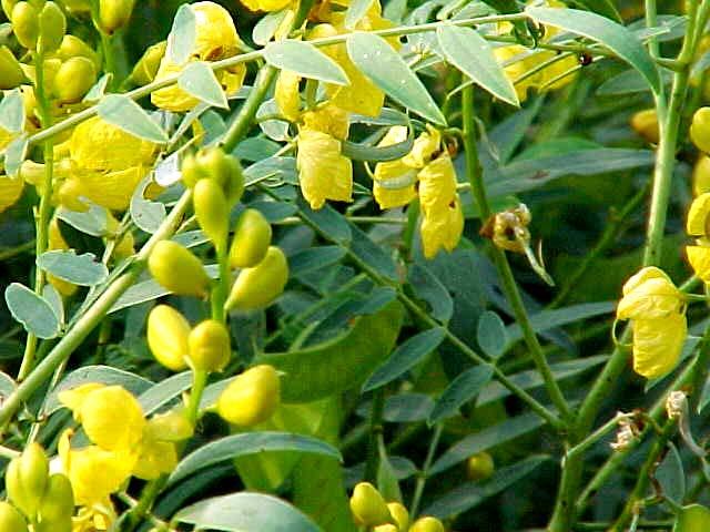 SENNA Senna (Cassia angustifolia Vahl.) Senna is a small perennial under shrub, a native of Yemen, South Arabia. The leaves and pods contain Sennosides used for their laxative properties.