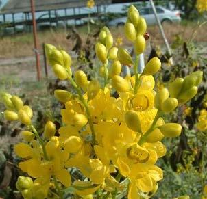 Origin and Distribution Cassia is a pantropic genus comprising of 500 species, of which 20 are found in the native flora of India.