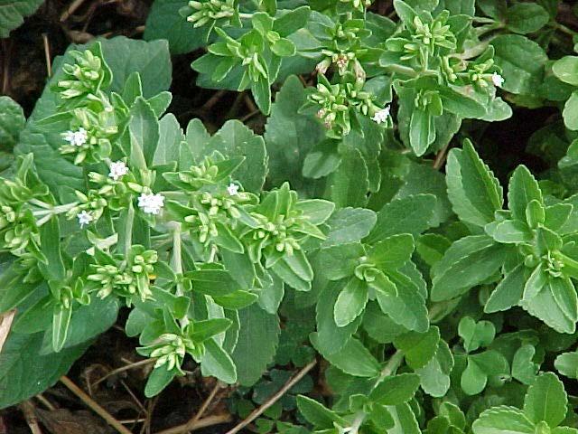 STEVIA (Stevia rebaudiana, Asteraceae) Stevia is a subtropical perennial that produces sweet steviol glycosides in the leaves for which it also known as Cheeni Tulsi or Mou Tulsi.