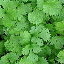 CORIANDER (Coriandrum sativum, Apiaceae) Coriander is an annual herb, mainly cultivated for its fruits as well as for the tender green leaves.