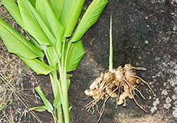 GINGER Ginger: Zingiber officinale Rosc Family: Zingiberaceae Ginger is a herbaceous perennial, the rhizomes of which are used as a spice.