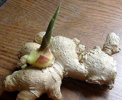 The best time for planting ginger in the West Coast of India is during the first fortnight of May with the receipt of pre monsoon showers.