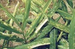 first conspicuous symptom is mild drooping and curling of leaf margins of the lower leaves which spread upwards.