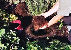(For trees and shrubs, mix compost into the whole planting bed, or just plant in native soil and mulch well. Don t add compost just to their planting holes that can limit root growth.