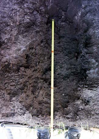 Soil Classification: Vertisols (6) Land Suitability: Class IV Ap 0 30 10 YR 2/2 moist, silty clay loam, few mottle with fine size and prominent contrast,