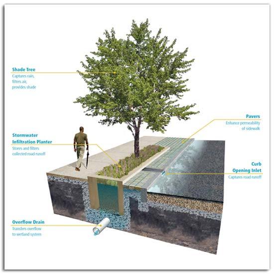 Stormwater runoff from vehicular and non vehicular hardscape surfaces will be conveyed to water quality collection nodes; typically rain gardens, bioswales and roadside bioswales.