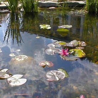Having water in your garden is akin to having a huge mirror on the ground in your garden. Use this perspective to create very original and beautiful effects in your garden.