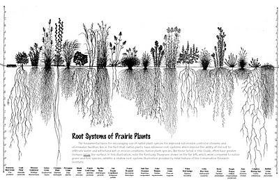 Multi-functional Lawn Infiltration: 1 inch per hour Prairie Infiltration: 12-16 inches per hour Water Quality Benefits Rain gardens