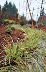 Be sure to check local city or county requirements that may apply to your rain garden project, including the need for any permits or approvals.