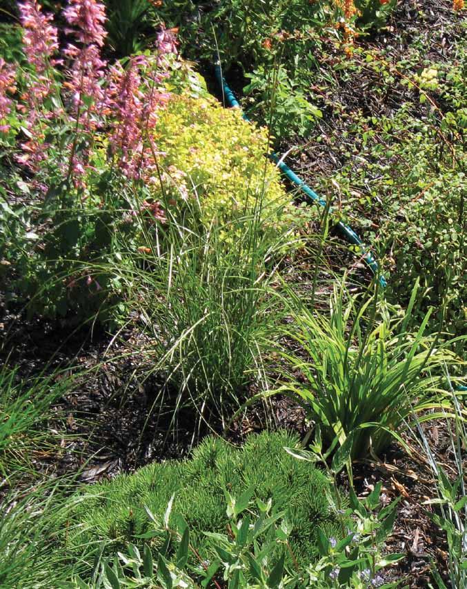 Selecting the right plants for your rain garden can be fun.