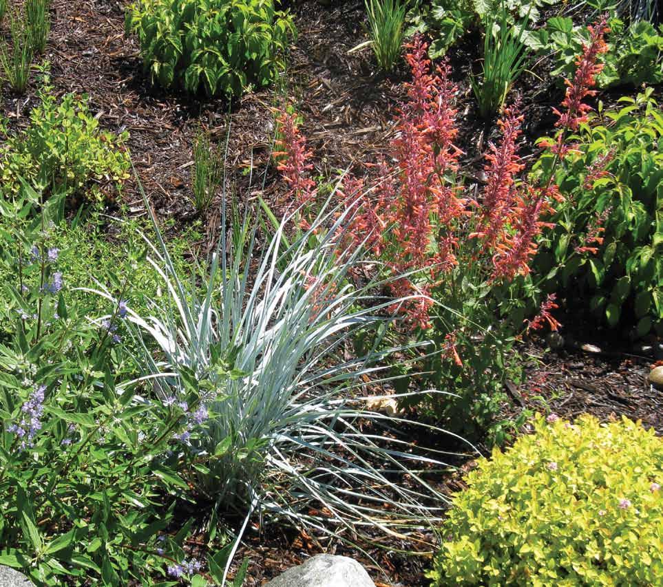 Rain gardens, just like any garden area, need maintenance to perform well and look good. However, a well-designed rain garden needs minimum care once established.