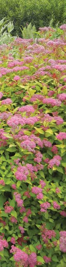 A-2 Selected Plants for Rain Gardens in Western Washington The plant list on the following pages includes native and non-native plant species and varieties suitable for rain gardens and commonly