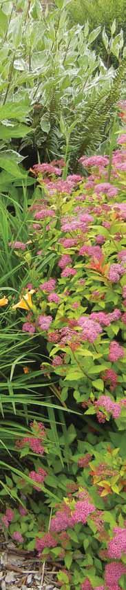 This plant list is not intended to be an inclusive list of all plants appropriate for rain gardens, but a guide to some of the more commonly used rain garden plants in our region at the time of