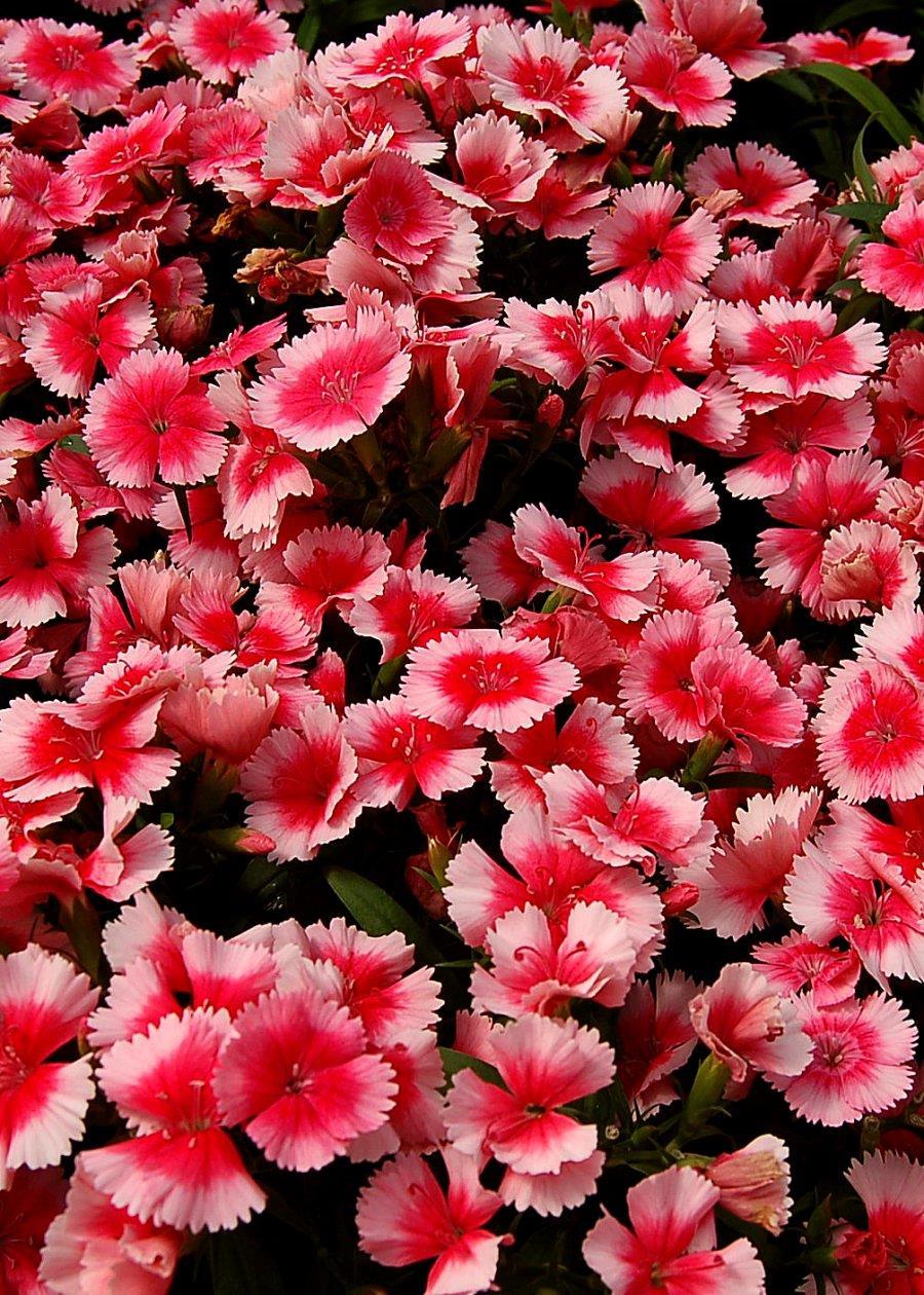 2017-2018 New Introductions Dianthus F1 Chiba Series Five