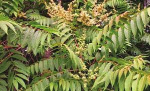 INVASIVE SPECIES Marsh Marigold (Caltha palustris) Tree of Heaven (Ailanthus) Paulonia (Paulownia tomentosa) English Ivy (Heder helix) White Mulberry (Morus alba) 39 FOUR MILE RUN DESIGN GUIDELINES