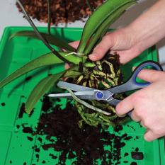 Remove dead roots with sharp 2 scissors 3 Fill about 2 cm of new compost into the