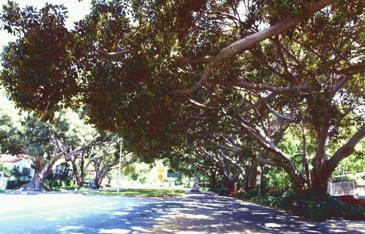 ) These thirty-nine Moreton Bay Fig trees, likely planted in 1913, are located along six blocks in Los Feliz and represent an important streetscape element along N. Vermont Ave.