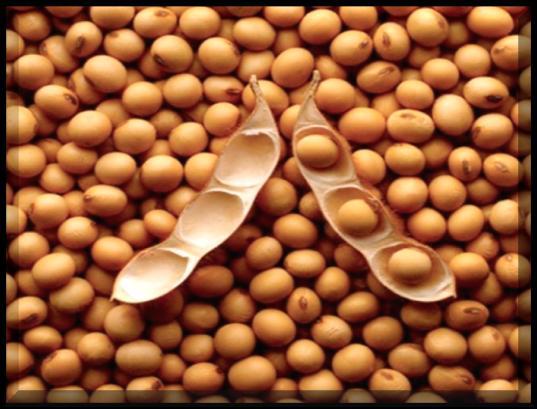 Safe Maximum Drying Temperature and Humidity Drying Temperatures Soybeans used for seed: 85-100 o F Soybeans used for oil and food