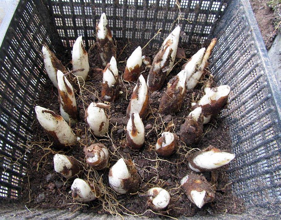 number of the bulbs back - in this case leaving plenty of left over to plant in the garden or pass around.