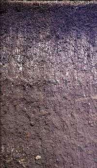 7. Mollisoil Mollisols have deep, high organic matter, nutrient-enriched surface soil (A horizon), typically between 60 80 cm in depth.